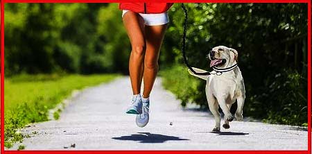Best hands free dog leash for running